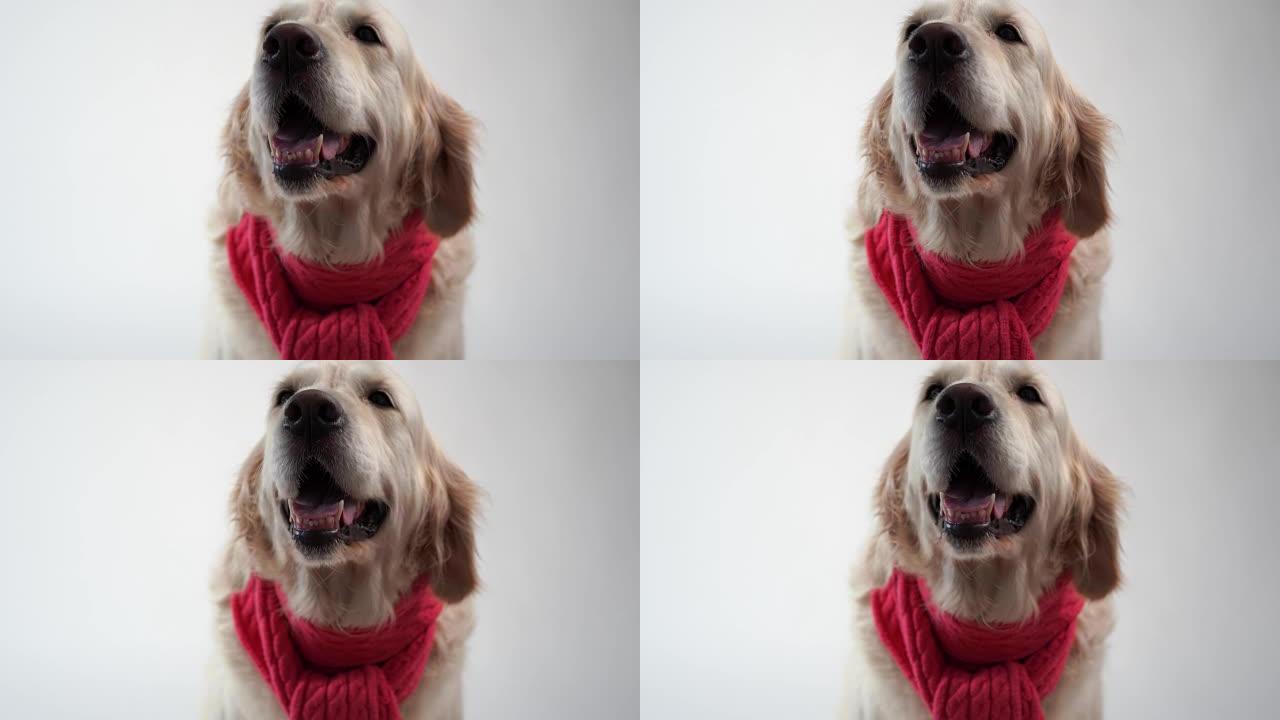 对宠物的爱 -- 白色背景上温暖围巾上的金毛猎犬的有趣肖像