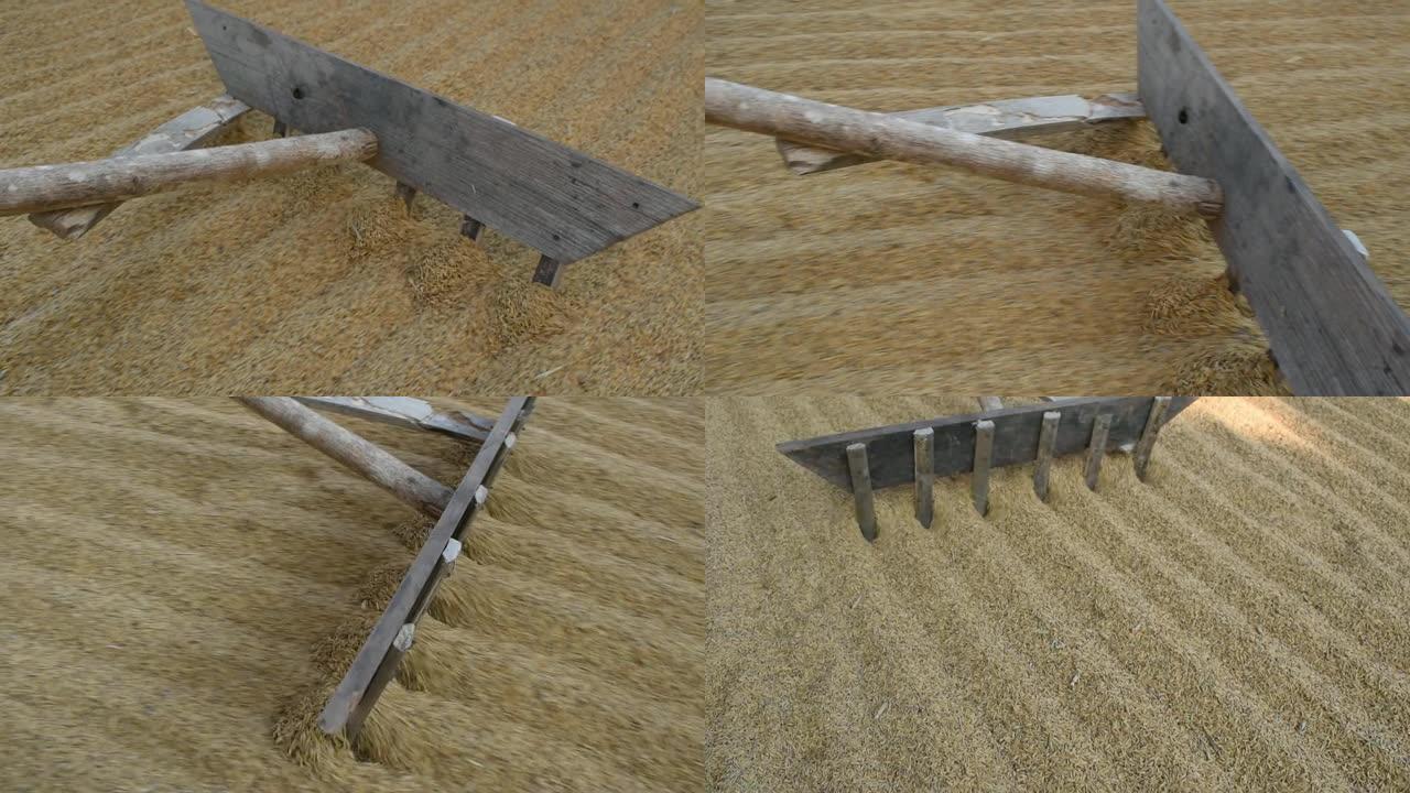 农民用耙干稻谷。