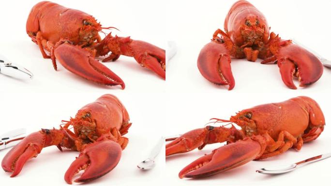红煮龙虾头和爪子特写。侧面的金属龙虾饼干和叉子。在转盘上旋转。孤立在白色背景上。