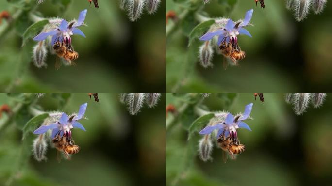 欧洲蜜蜂，蜜蜂，蜜蜂启动琉璃苣花，授粉行为，诺曼底，实时4K