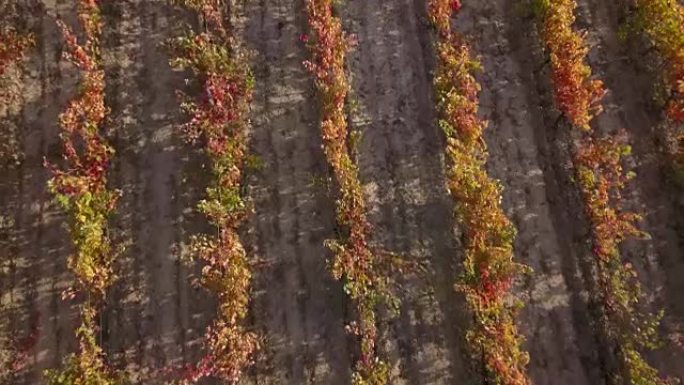 里奥哈阿拉维萨的彩色葡萄园