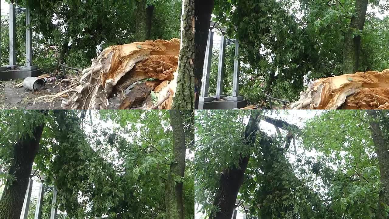 城市公园暴风雨后倒下的树