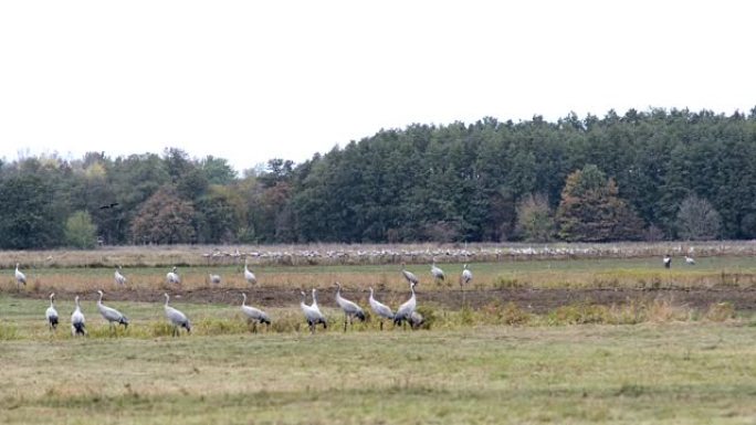 一群鹤鸟在勃兰登堡 (德国) 的Rhinluch地区放牧并飞越田野