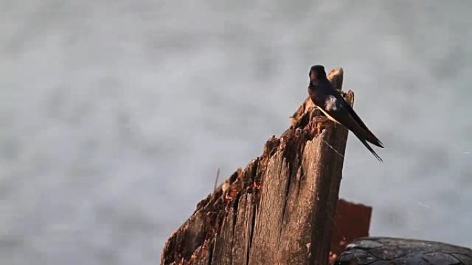 燕子在河岸上的木杆上唱歌