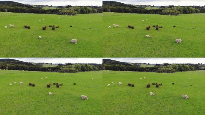 新西兰海边山区绿色草地上放牧的绵羊鸟瞰图