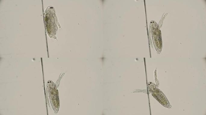 无节幼体daphnia Cladocera Sida crystallina，刚出生，在显微镜下