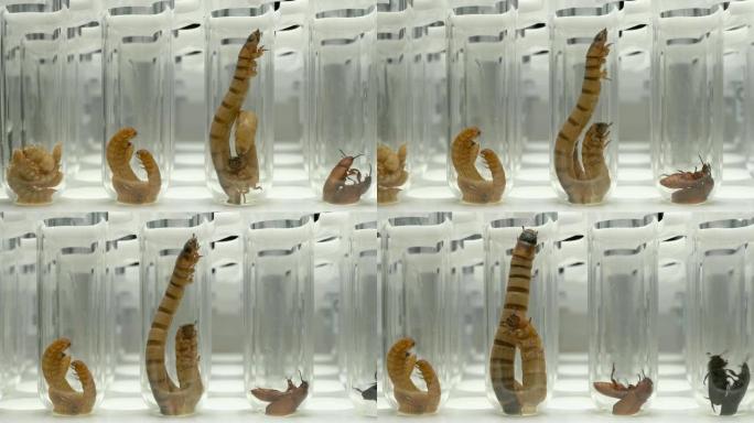 实验室技术人员用幼虫和虫子黄粉虫取试管