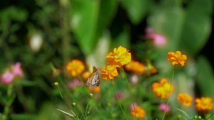 五颜六色的蝴蝶以花蜜为食，从侧面看。