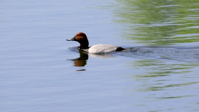 池塘水面上的单雄普通潜鸭鸟