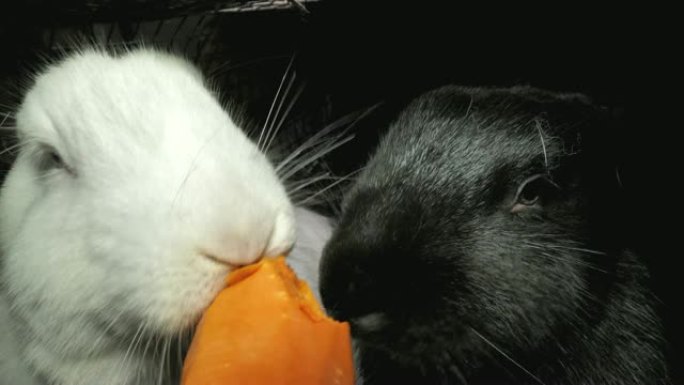 吃胡萝卜的黑白兔子