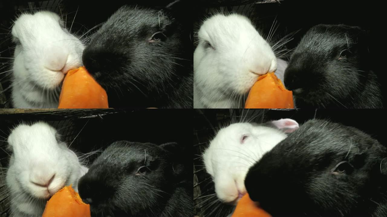 吃胡萝卜的黑白兔子