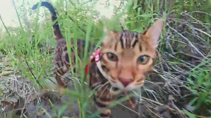 一只猫孟加拉走在绿色的草地上。孟加拉小猫学会沿着森林散步。亚洲豹猫试图躲在草丛中。芦苇在自然界中驯养