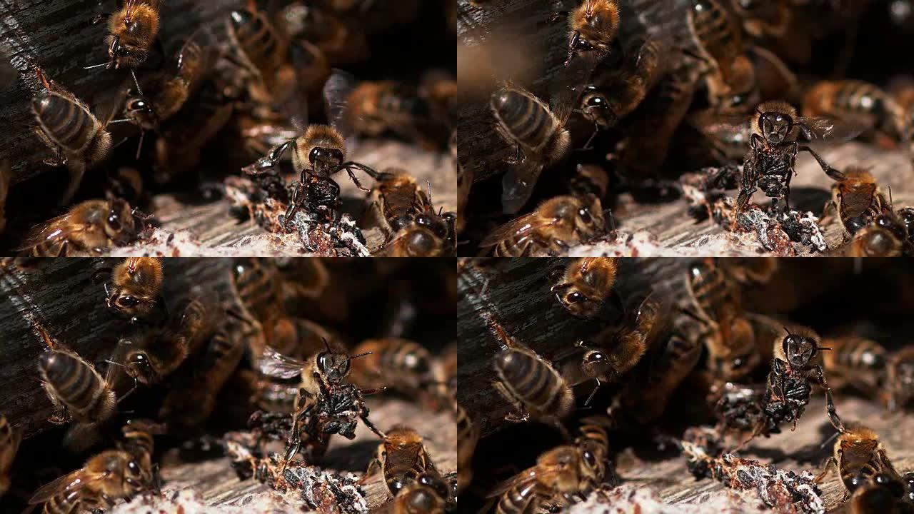 蜂巢入口处的蜜蜂，离开殖民地假癣的丝绸的蜜蜂，