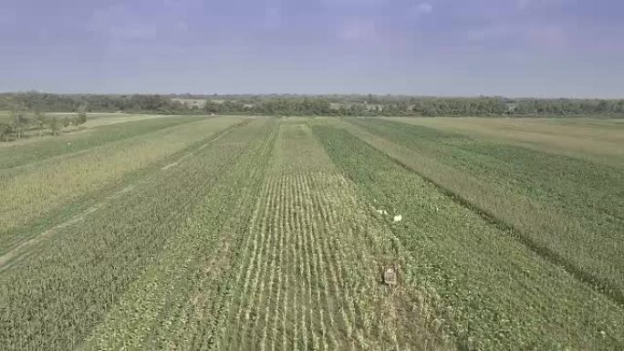 无人机视角:与采摘烟叶的农民一起飞过烟草田