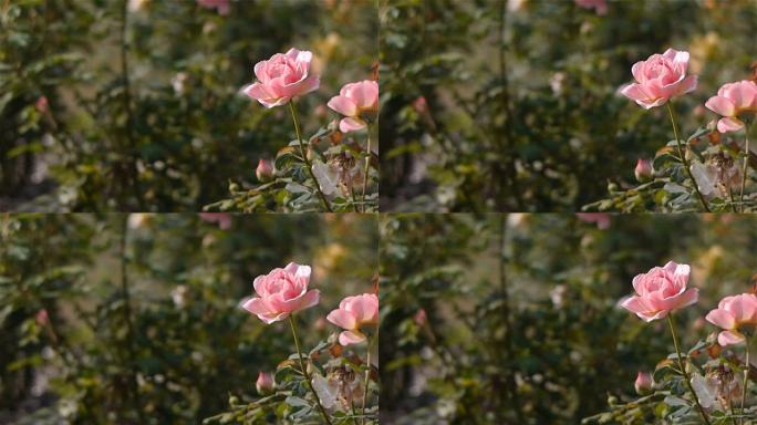 盛开的粉红色玫瑰，特写