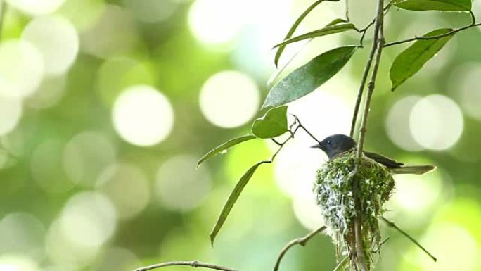 雌性黑枕帝王蝶或黑枕蓝色捕蝇鸟是在热带森林筑巢的小鸟。