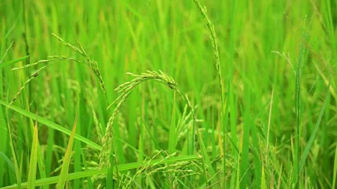 风流自然背景下稻田鲜米的选择性聚焦。
