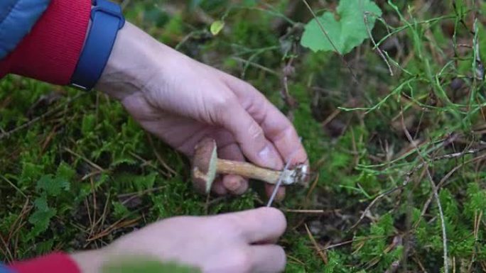 在苔藓中的森林中收集食用蘑菇白杨