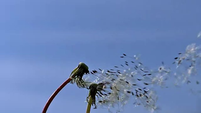 常见的蒲公英，蒲公英，“时钟” 的种子被风吹散并散布在蓝天上，慢动作