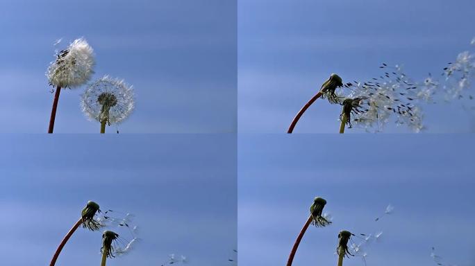 常见的蒲公英，蒲公英，“时钟” 的种子被风吹散并散布在蓝天上，慢动作