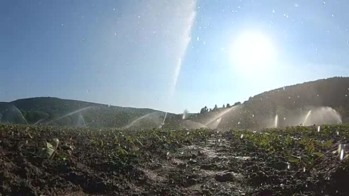 草莓田，干旱灌溉，幼株，慢动作，巴伐利亚，弗兰肯，4K