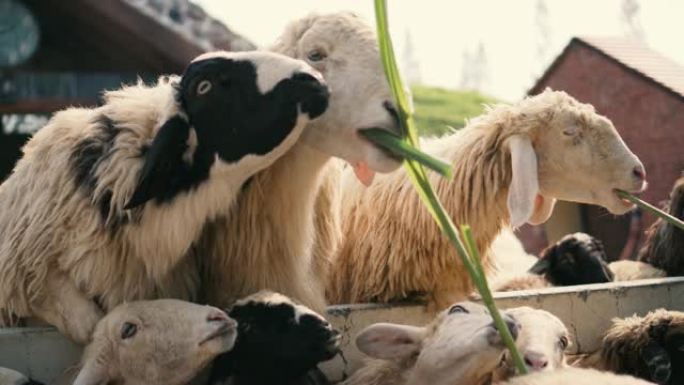 绵羊争夺食物