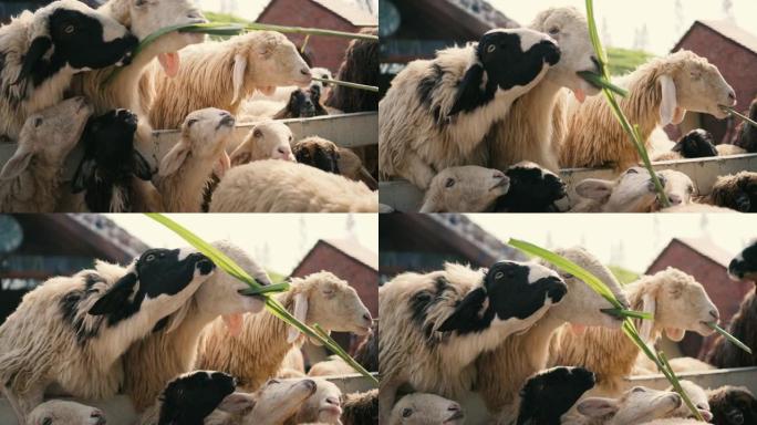 绵羊争夺食物