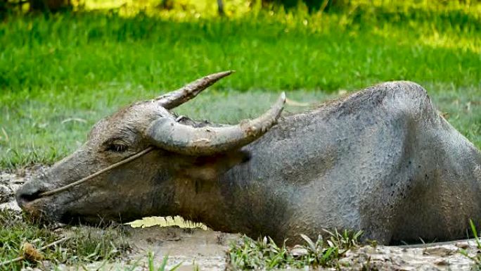 动物野生动物视频泰国农村的水牛正泡在一个泥塘里，在农业和畜牧业领域吃草。