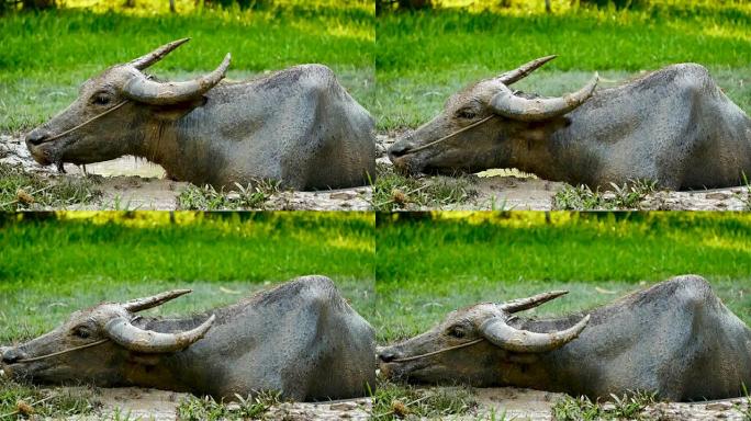 动物野生动物视频泰国农村的水牛正泡在一个泥塘里，在农业和畜牧业领域吃草。