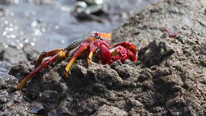 葡萄蟹-摩尔人蟹，特内里费岛