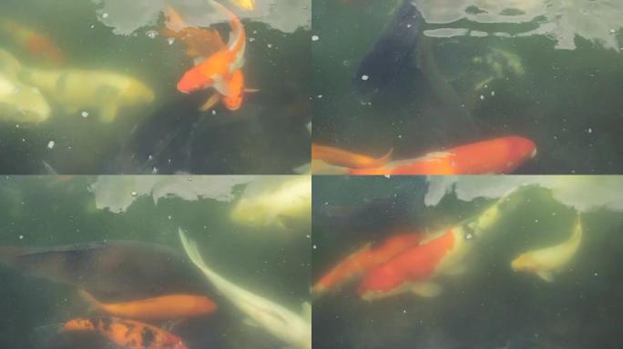 天然阴天湖中彩色五彩装饰日本锦鲤学校的高清头顶镜头