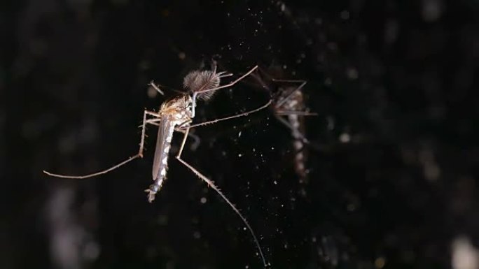 镜子墙上的蚊子飞走了