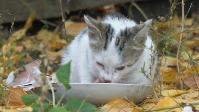 白灰猫吃它的食物