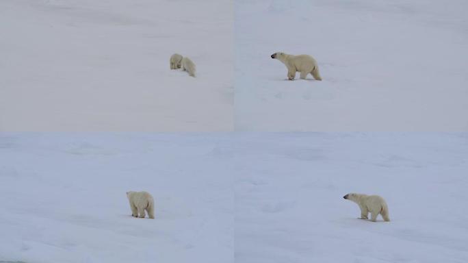北极熊与幼崽