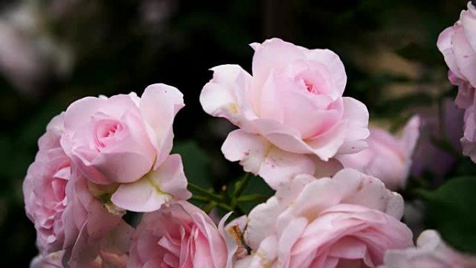 大粉色玫瑰花花平移和货架焦点