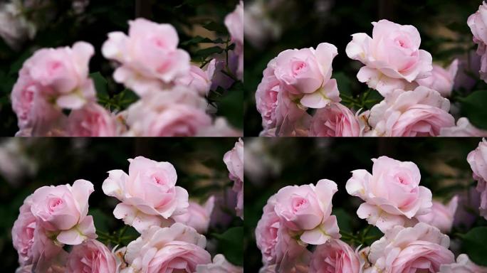 大粉色玫瑰花花平移和货架焦点