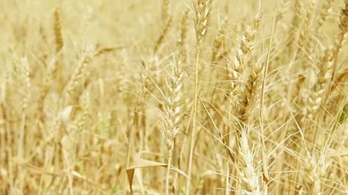 白天黄金田上成熟小麦的小穗。干黑麦在慢动作中摇曳的尖峰