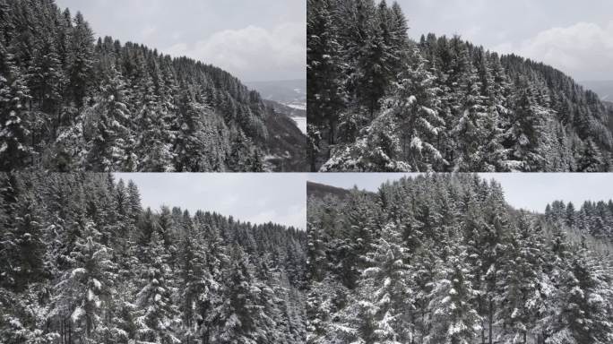 春雪 大通 风景 大山 树木 雪
