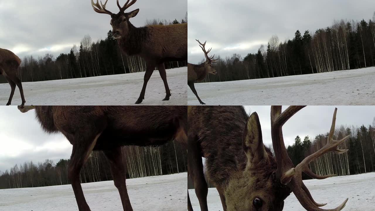 红鹿和冬天