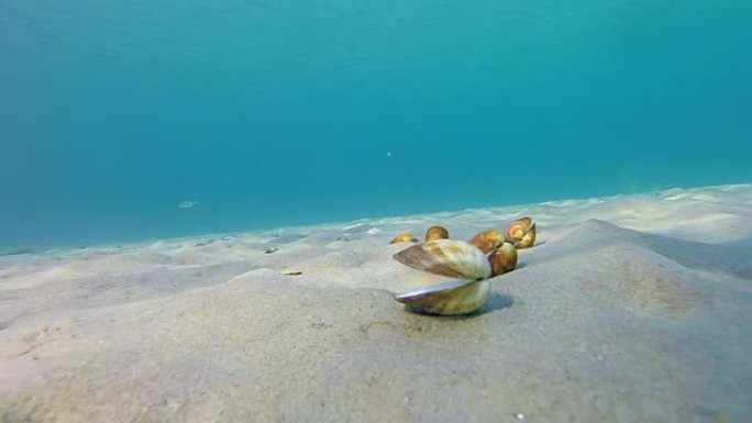 散布在海底的开放软体动物贝壳