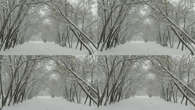 公园里雪树。下雪的天气