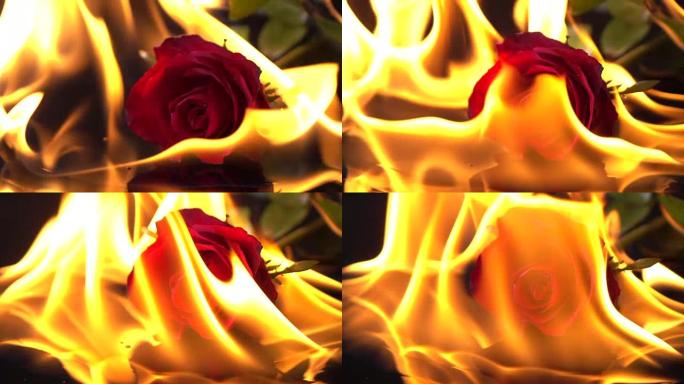 燃烧玫瑰慢动作美丽花朵让人心动