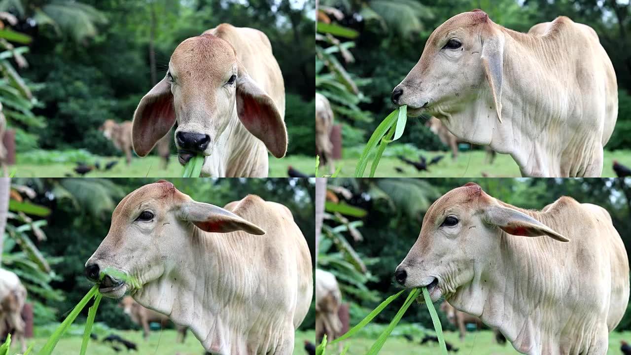 幼牛吃草的特写。