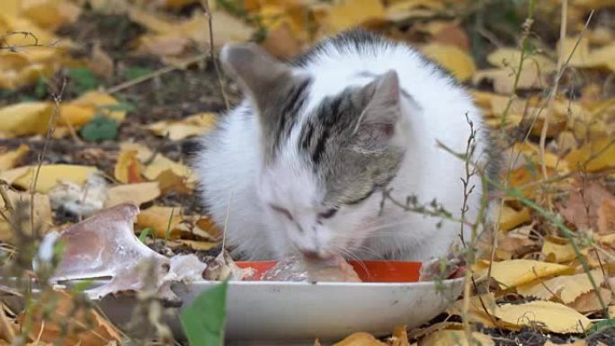 白灰猫吃它的食物