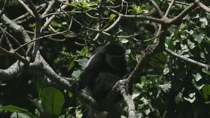 在阿鲁沙 (arusha) 转头的树上，疣猴的慢动作镜头