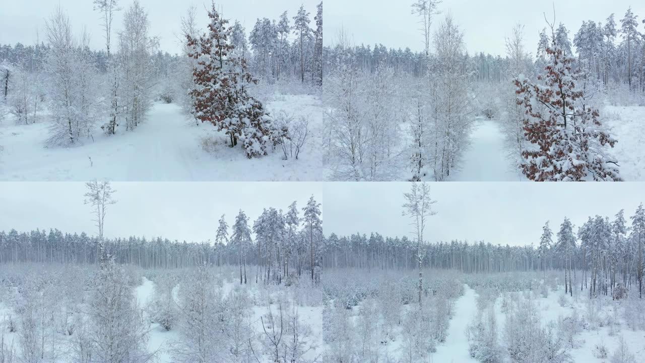 相机飞过冬季森林
