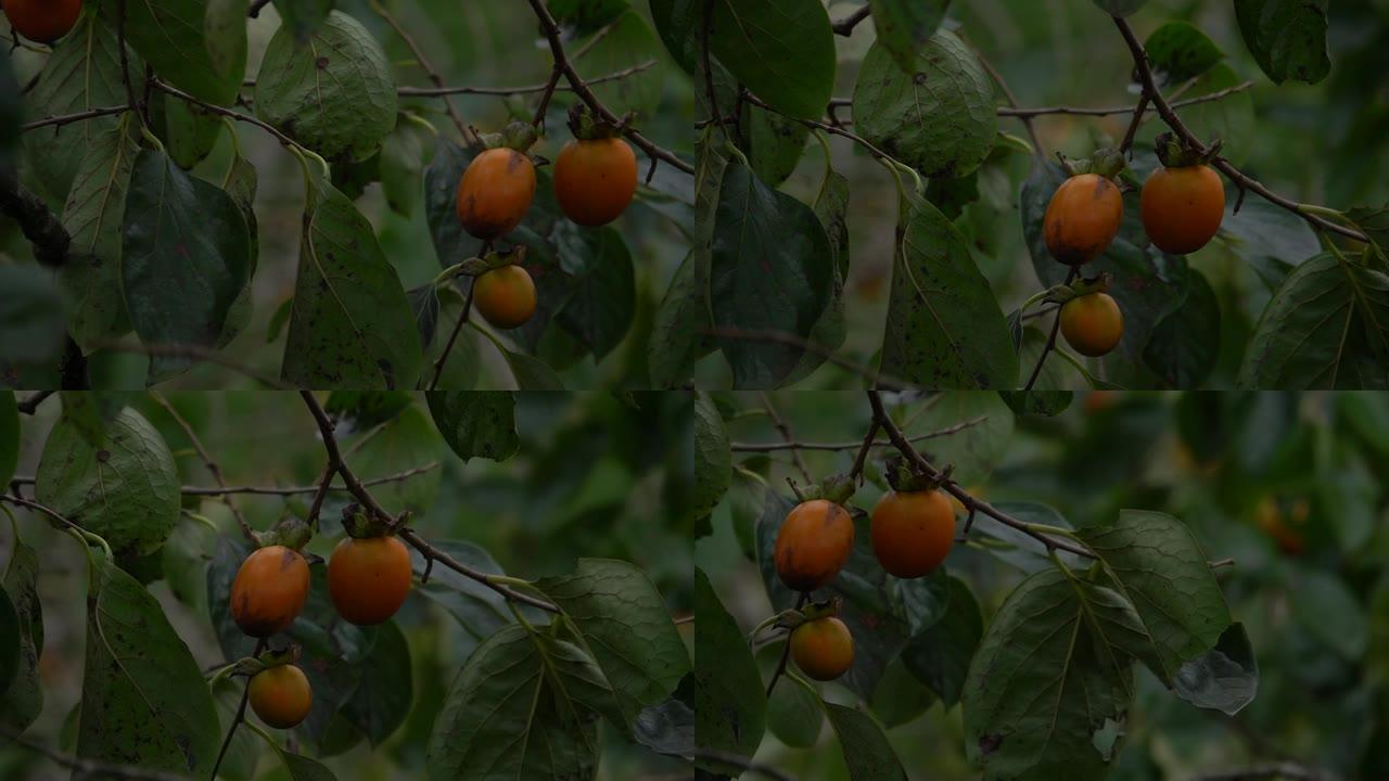 柿树和水果