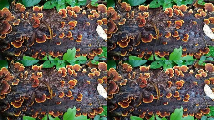 森林老石上的蘑菇