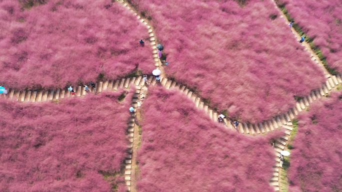 圣境花谷 花海 乡村旅游