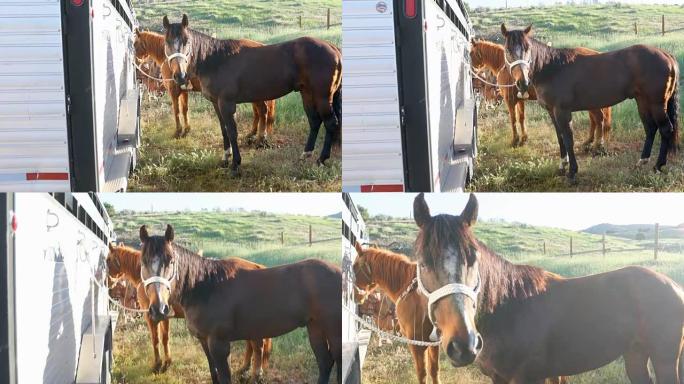 绑在拖车上准备骑马的马